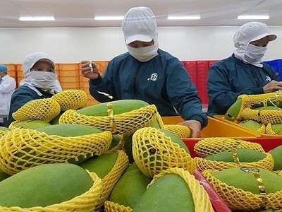 Cán bộ của Lãnh sự quán Mỹ tại TP HCM sẽ bắt đầu trở lại làm việc tại cơ sở chiếu xạ kể từ tuần này, đồng nghĩa với việc trái cây sẽ xuất khẩu sang Mỹ bình thường trở lại sau khoảng thời gian “tắc” đường sang Mỹ khoảng 3 tuần.
