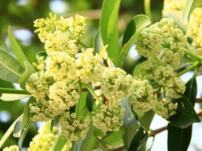 Chớm đông, Hà Nội bắt đầu ngát thơm mùi hoa sữa. Ảnh: Thành Nguyễn.