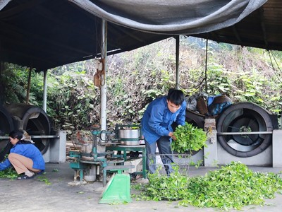 Nguyễn Ngọc Trìu, 35 tuổi, xã Mỹ Thuận, huyện Tân Sơn là một trong nững thanh niên điển hình tại địa phương về phát triển Kl992 cổng game cá cược