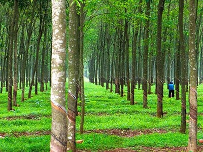 Đăk Nông: 9x đem bán 3 vườn cao su của người khác lĩnh án 3 năm 6 tháng tù