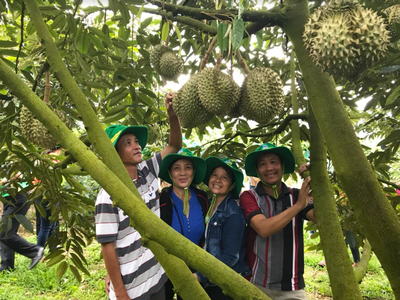 Phân bón Phú Mỹ: Bí quyết cho cây dưa và sầu riêng ở miền Trung - Tây Nguyên những mùa bội thu