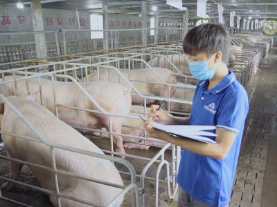 Kl99 nổ hũ mảng nông nghiệp của Hòa Phát quý III/2024 tăng 80% so với cùng kỳ