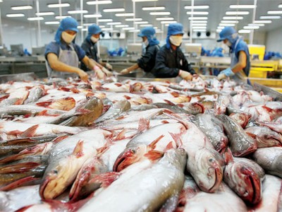 Cơ chế giám sát cá tra, cá basa Việt Nam của Hoa Kỳ là không cần thiết