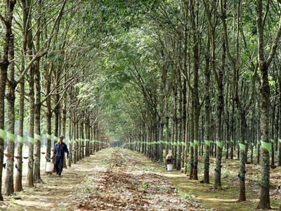 Thủ tướng Kl993 ưu đãi thưởng hấp dẫn vừa có ý kiến chỉ đạo về phương án tổng thể sắp xếp, đổi mới công ty nông, lâm nghiệp của Kl994 game bài casino hấp dẫn Công nghiệp Cao su Việt Nam. Trong đó, 99Kl99 trực tiếp đá gà vẫn giữ 65% đến 75% vốn tại các Kl991.com World Cup 2026 Chính Thức ngành này
