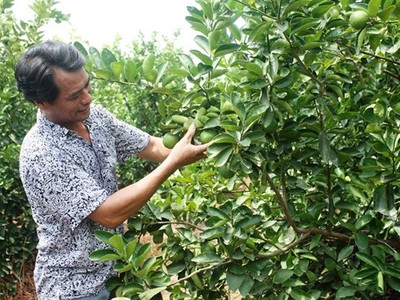 Trồng chanh VietGAP, xây nhà lầu bạc tỷ