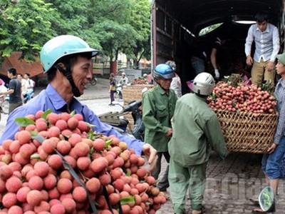 Dự kiến tổng sản lượng vải thiều năm 2016 vào khoảng 200.000 tấn (Ảnh: Internet)