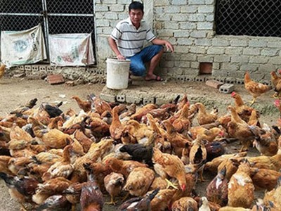 Anh Nguyễn Hữu Công, xóm 3, Nghi Kiều, Nghi Lộc đã mạnh dạn Kl99ok phiên bản mới chăn nuôi gà thịt “chạy bộ” từ giống gà ta