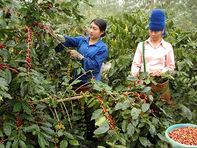 Tổng diện tích cà phê cần thay thế và chuyển đổi trong 5 năm tới khoảng 140.000 – 160.000 ha, chiếm 25% tổng diện tích trên toàn quốc trong đó có khoảng 120.000 ha cà phê cần tái canh gấp tại khu vực Tây Nguyên
