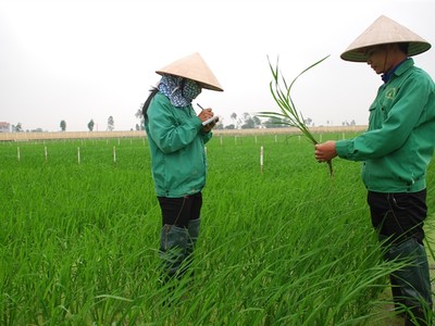 LAS: Kl99 nổ hũ 6 tháng giảm mạnh do thị trường phân bón bão hòa