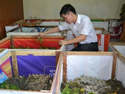 Anh Thắng đang chăm sóc đàn dế nuôi trong những chiếc hộp.