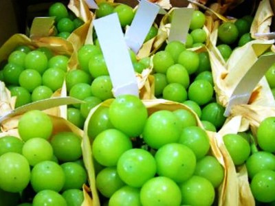 Nho mẫu đơn xanh trái căng mọng, có mùi thơm thoảng thoảng mùi xoài chín. Ảnh: Hana.