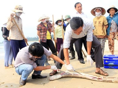 Cá chết tại vùng biển tỉnh Quảng Trị. (Nguồn ảnh: TTXVN)