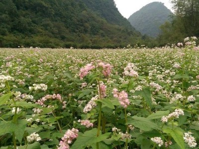 Vườn hoa tam giác mạch đầu tiên ở Ninh Bình