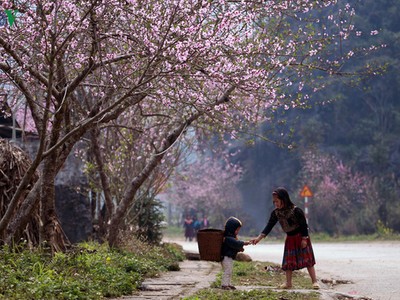 Ngẩn ngơ trước cảnh đào muộn bung nở ở Hà Giang
