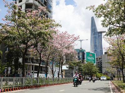 Hoa kèn hồng nở rực cả đoạn đường ngay trung tâm Sài Gòn