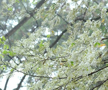 Cây sưa nở hoa đẹp trên đường phố Hà Nội vào tháng 3. Ảnh: G.T.