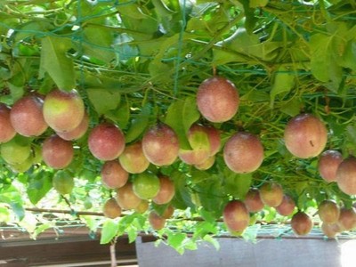 Công ty nông nghiệp của Bầu Đức đặt mục tiêu thu hơn 1.000 tỷ đồng từ chanh dây