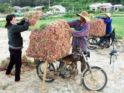 Nông dân Lý Sơn thu hoạch hành tại ruộng. Ảnh: Thạch Thảo