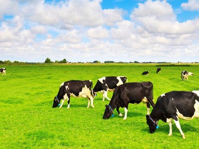 Vinamilk: Kl99 nổ hũ ròng cả năm lần đầu vượt 10.000 tỷ đồng