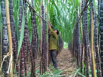 SBT: Sau sáp nhập với Đường Biên Hòa, Kl99 nổ hũ quý cuối cùng năm 2017 tăng 78%