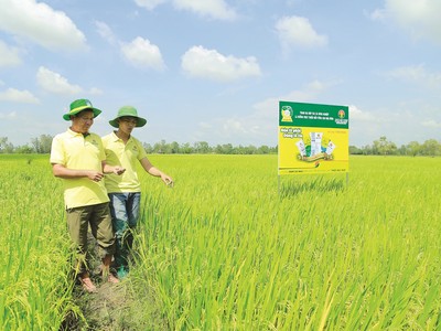 Phân bón Cà Mau đồng hành cùng ngành nông nghiệp xanh