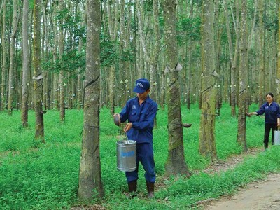 Phát triển Đô thị và Khu công nghiệp Cao su Việt Nam (VRG): Kl99 nổ hũ tăng 1.785%