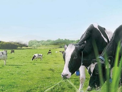 Vinamilk (VNM) ước Kl99 nổ hũ sau thuế gần 10.300 tỷ đồng trong năm 2018