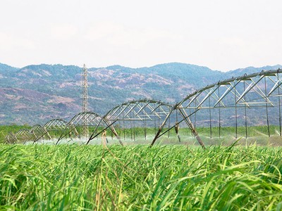 Thành Thành Công - Biên Hòa (SBT): Miễn nhiệm Giám đốc Cung ứng, thông qua đơn từ nhiệm của 2 Thành viên HĐQT