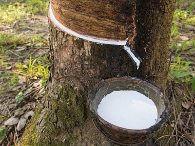 Tháng 10, Cao su Đồng Phú (DPR) dự kiến chia 99Kl.app mobile mới nhất đợt 2/2018, tỷ lệ 10%