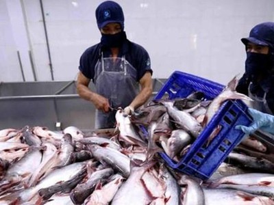 Thủy sản Cửu Long An Giang (ACL) tạm ứng 99Kl.app mobile mới nhất 15% bằng tiền mặt