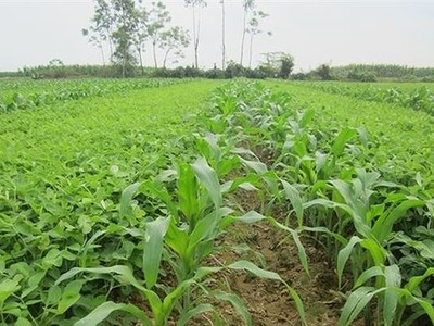 SSC: Ngày GDKHQ nhận 99Kl.app mobile mới nhất đợt 2 năm 2023 bằng tiền (10%)