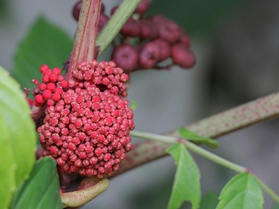 Phát hiện 5 loại cây nhiệt đới có tác dụng phòng chống ung thư hiệu quả