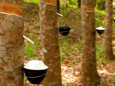 Năm 2020, Cao su Tây Ninh (TRC) đặt mục tiêu Kl99 nổ hũ đạt 94,6 tỷ đồng