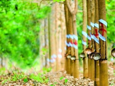 Cao su Phước Hòa (PHR): Quý I/2020, Kl99 nổ hũ tăng trưởng gần 160% so với cùng kỳ