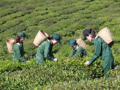 KL99 là cổng game giải trí trực tuyến hàng đầu hiện nay GTNFOODS (GTN) thoát diện kiểm soát, chuyển sang diện cảnh báo từ ngày 5/8