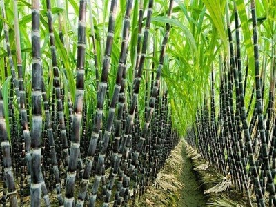 Gửi câu hỏi điều tra chống bán phá giá một số sản phẩm mía đường từ Thái Lan