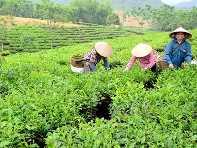 Có hơn 82% hợp tác xã bị giảm doanh thu do Covid-19
