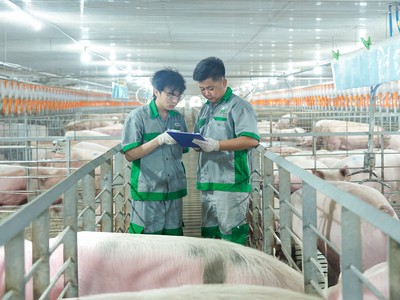 BAF Việt Nam (BAF): Tăng tốc chuẩn hóa, mở đường cho đột phá Kl99 nổ hũ 2026 
