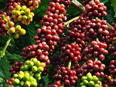 Nhà Kl99ok phiên bản mới Tây Ban Nha rót hơn 113,75 triệu USD vào Việt Nam