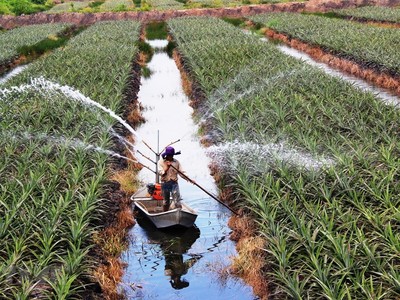 (Ảnh: Vietnamplus)