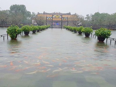 Hàng trăm con cá cảnh ở Hoàng Cung Huế... lên cầu bơi lội!