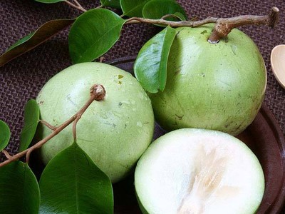 Trái vú sữa đã trở thành trái cây đặc sản, có giá trị xuất khẩu cao của Việt Nam trong những năm qua. Năm 2017, loại trái cây này đã được thị trường Mỹ cấp phép Link Vào Nhà Cái KL99 COM Tặng +199k