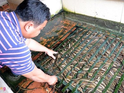 Cột chùm dây nylon nuôi lươn, lãi 150 triệu đồng mỗi năm
