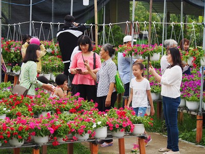 Làng hoa Sa Đéc đông khách những ngày cận Tết