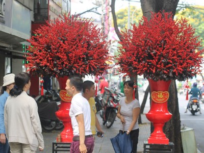 Cặp đông đào có giá 160 triệu đồng đã được khách mua. Ảnh: Flower Box