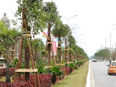 Dải thảm cỏ, cây xanh phân cách giữa đường Phạm Văn Đồng được Kl99ok phiên bản mới hơn 8 tỷ đồng trồng 1.045 cây long não. Ảnh: Giang Chinh
