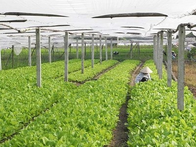 Tạo động lực từ chính sách đất đai