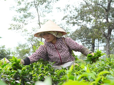 DLG là nhà Kl99ok phiên bản mới chiến lược công ty chè và công ty cà phê của tỉnh Gia Lai