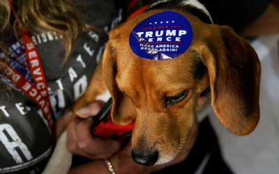 Một con chó được dán tem ủng hộ ông Donald Trump trong chiến dịch tranh cử tổng thống. Ảnh: Reuters.