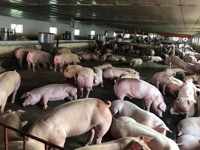 Dịch tả lợn châu Phi đang bùng phát mạnh ở nhiều nước 